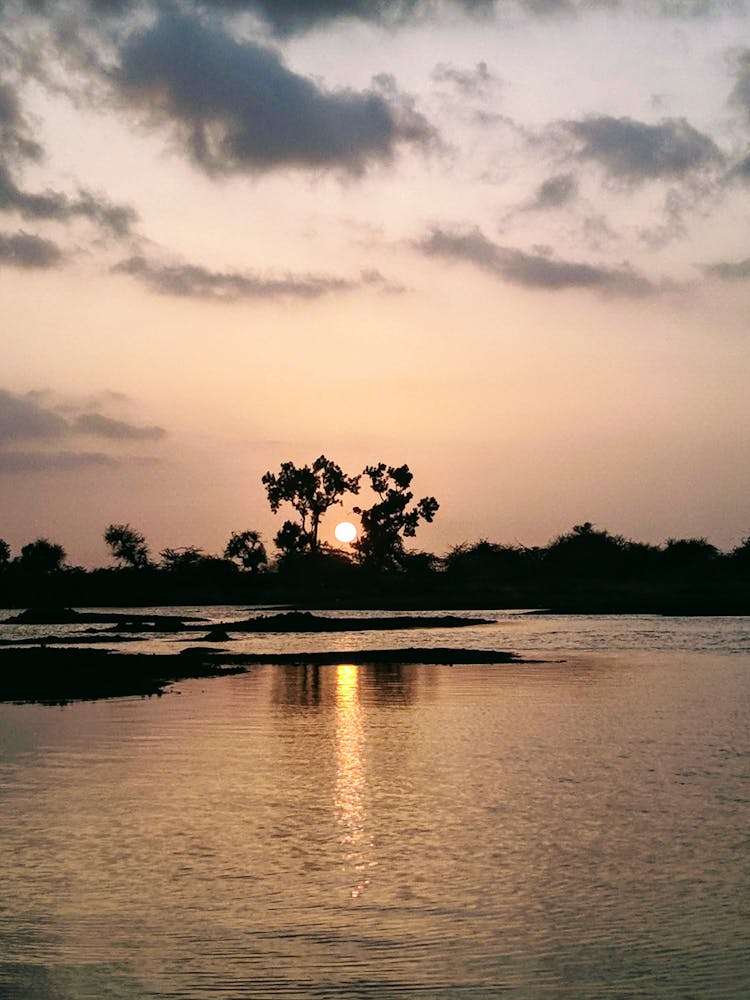 Silhouette Of Trees Near Body Of Water During Sunset