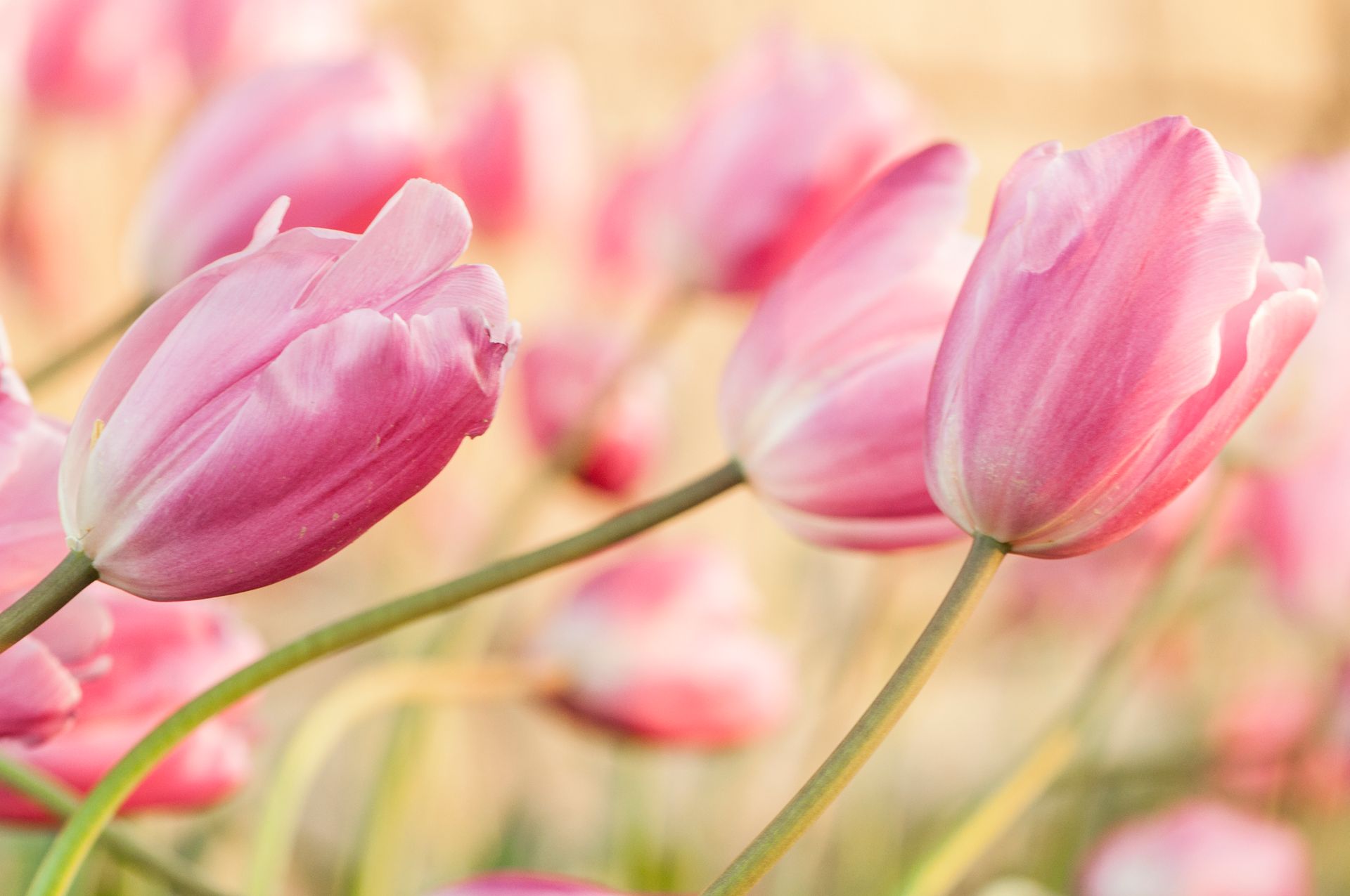 Vibrant image of pink tulips captured in spring, showcasing delicate petals.