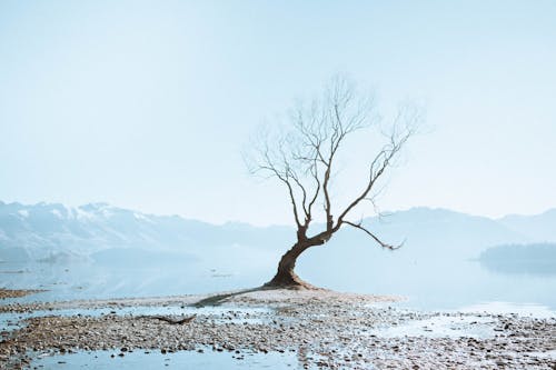 Free Leafless Tree on Snow Covered Ground Stock Photo
