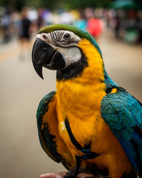 Colorful yellow and blue macaw parrot sitting on crop hand of person on crowded street