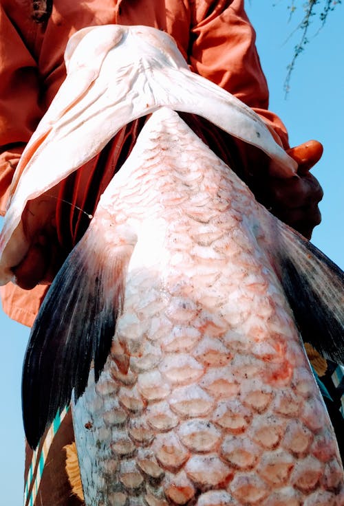 Бесплатное стоковое фото с гигантская катла, гигантская рыба, индийский рыбак