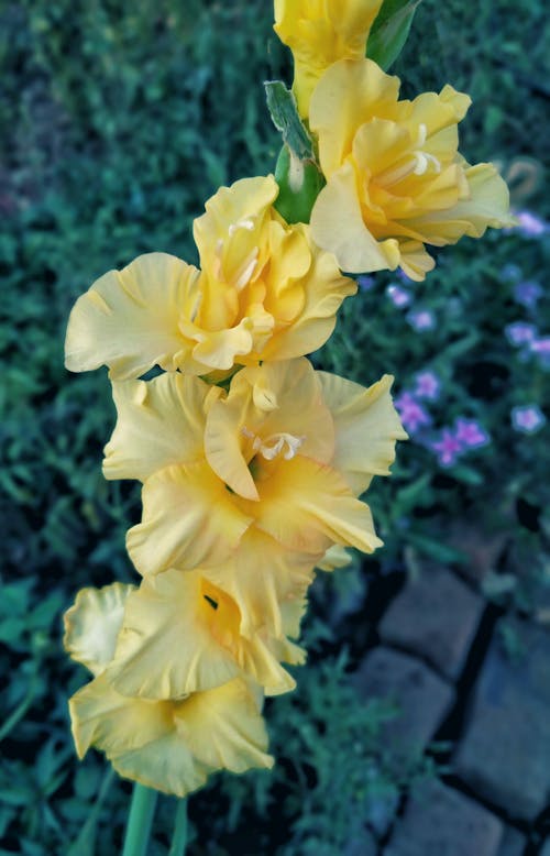 Бесплатное стоковое фото с жасмин, желтый цветок, лилия