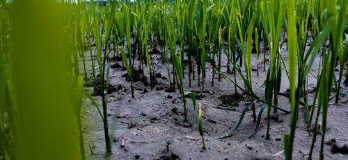Free stock photo of paddy, paddy field, shrubs Stock Photo