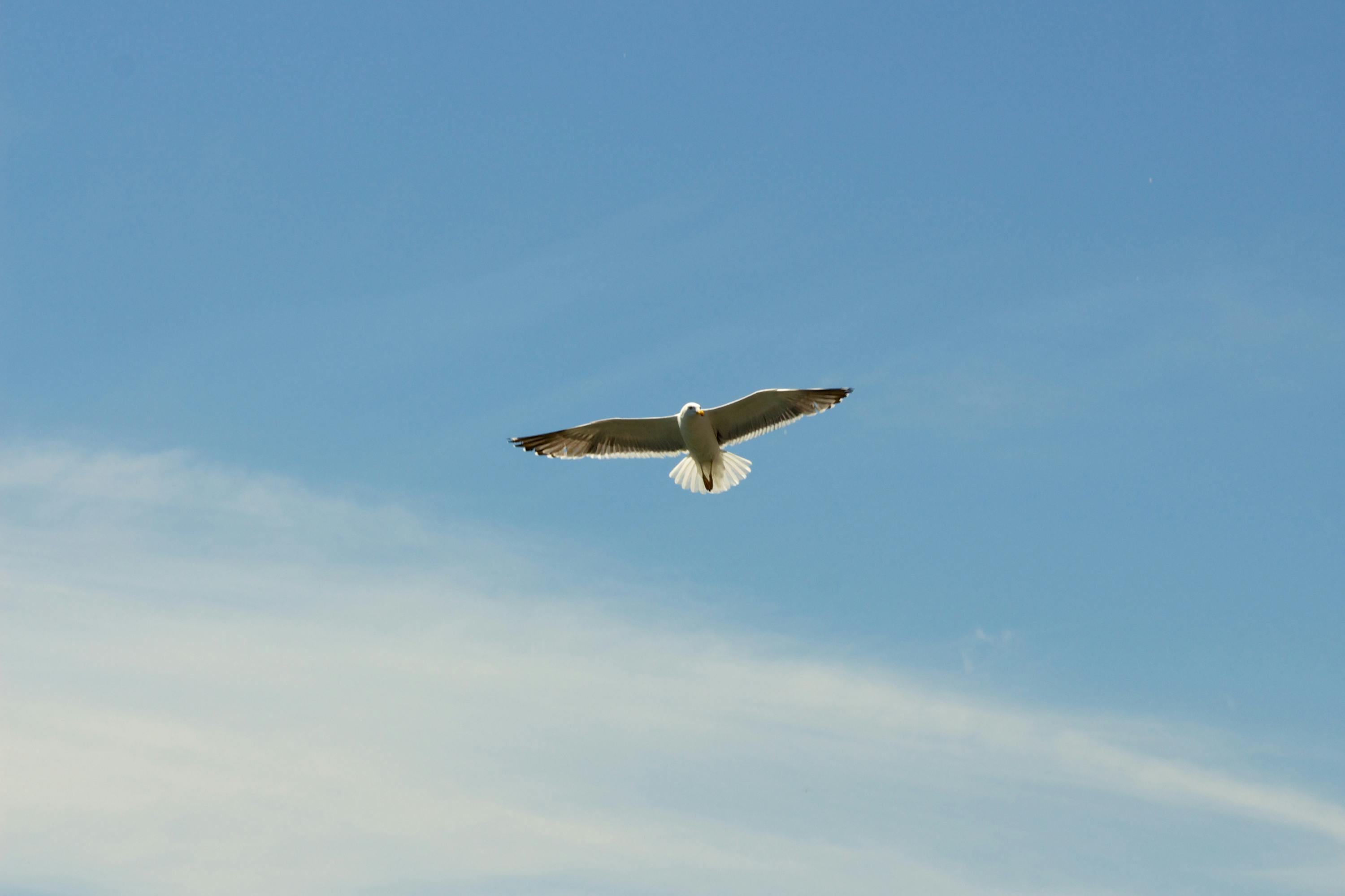 flying white kite free stock photo