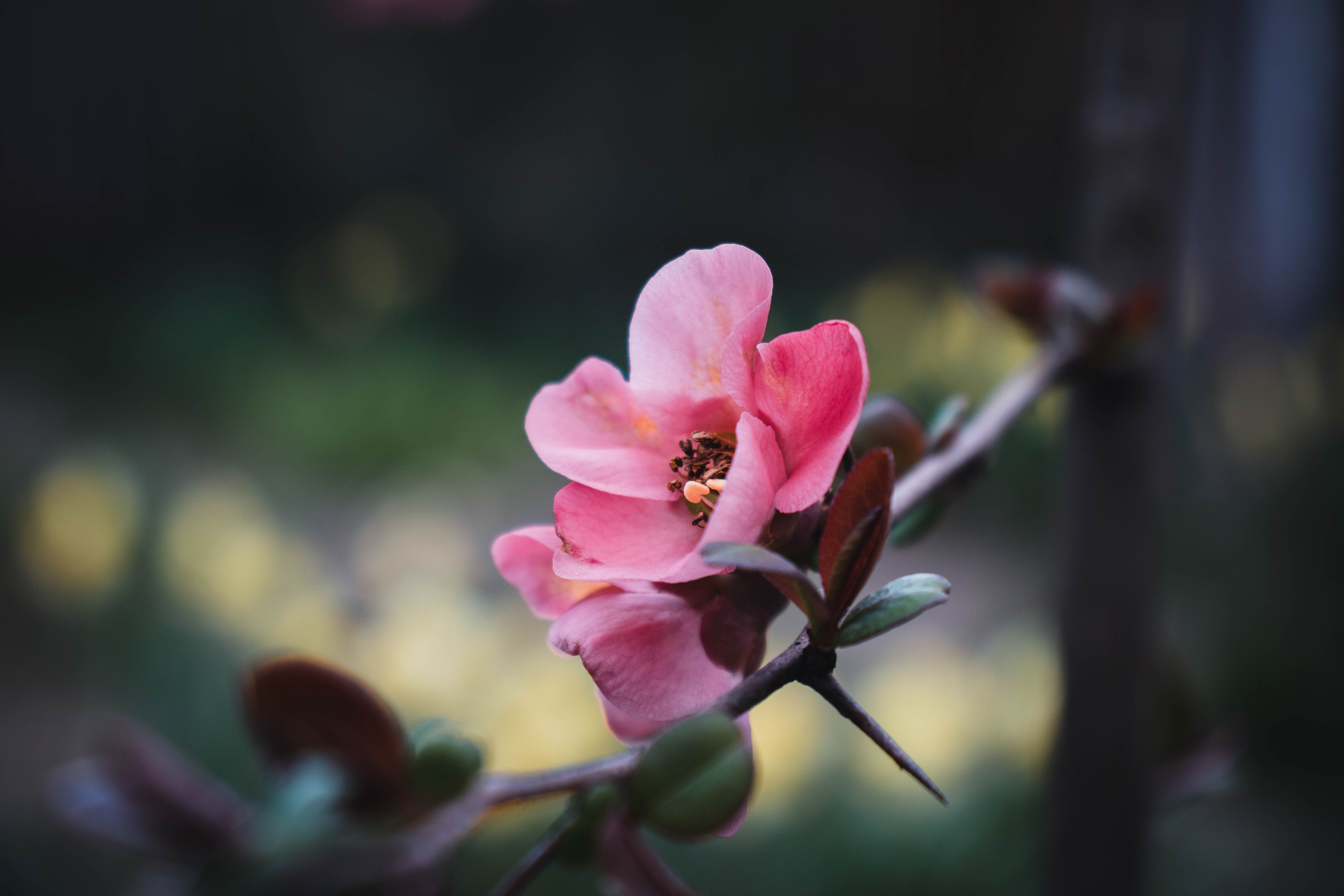 春天里，一根树枝上，一朵粉红色的花朵美丽地绽放着特写