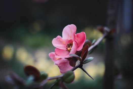 春天里，一根树枝上，一朵粉红色的花朵美丽地绽放着特写