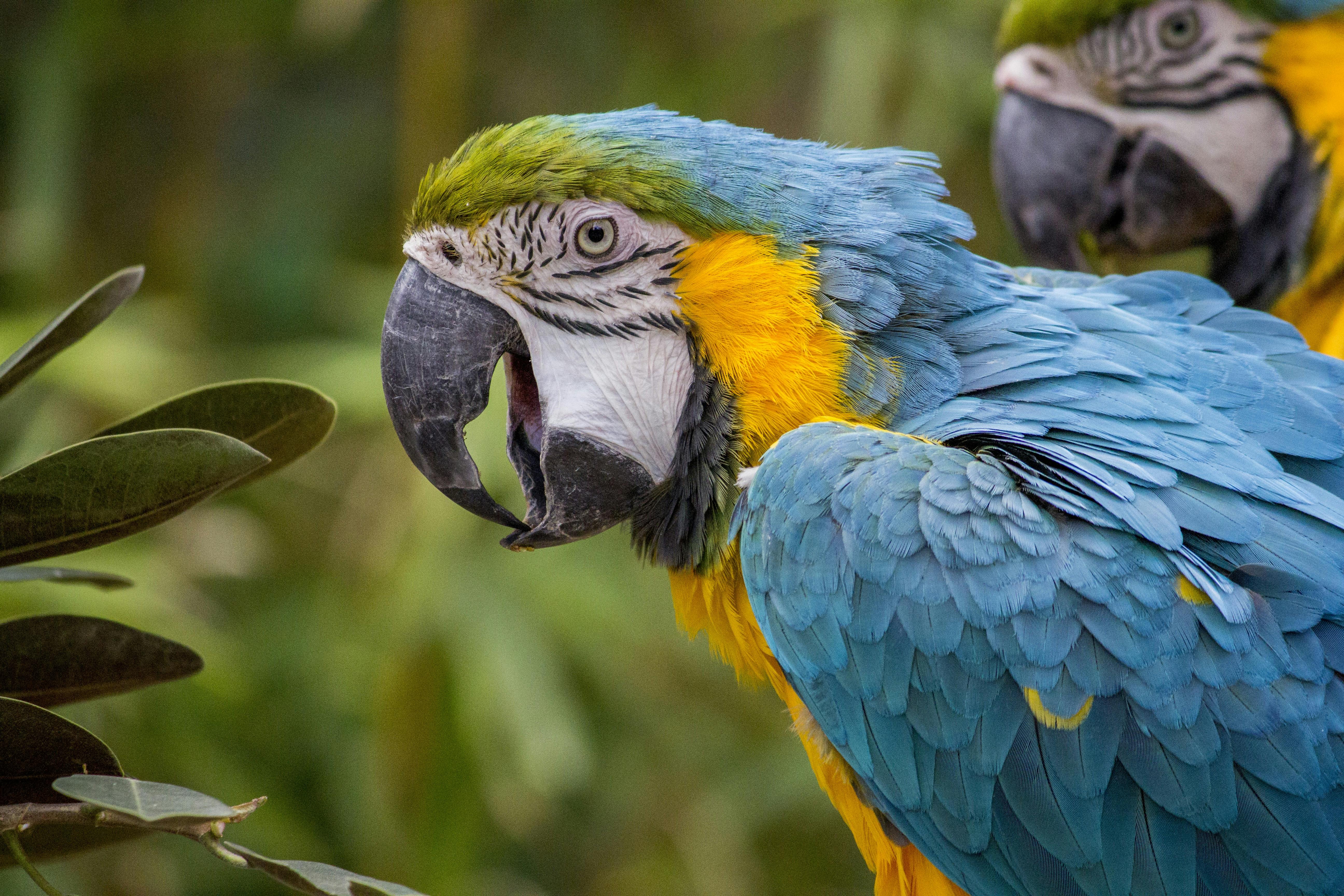 Free Stunning close-up of blue and yellow macaw showcasing its vibrant feathers in a natural setting. Stock Photo