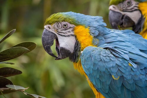 Pássaro Azul Amarelo Verde