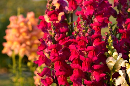 Free stock photo of beautiful flower, flowers, red flower