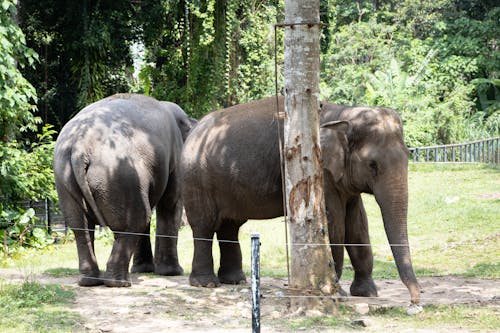 Kostnadsfri bild av слон, слоны