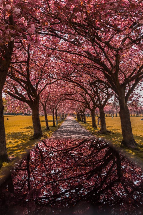 Foto profissional grátis de árvore, campos, cor-de-rosa