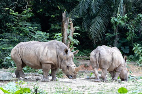 Kostnadsfri bild av носорог