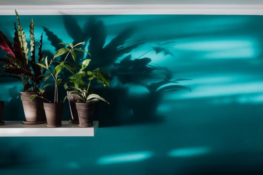 Zimmerpflanzen mit Schatten auf türkiser Wand