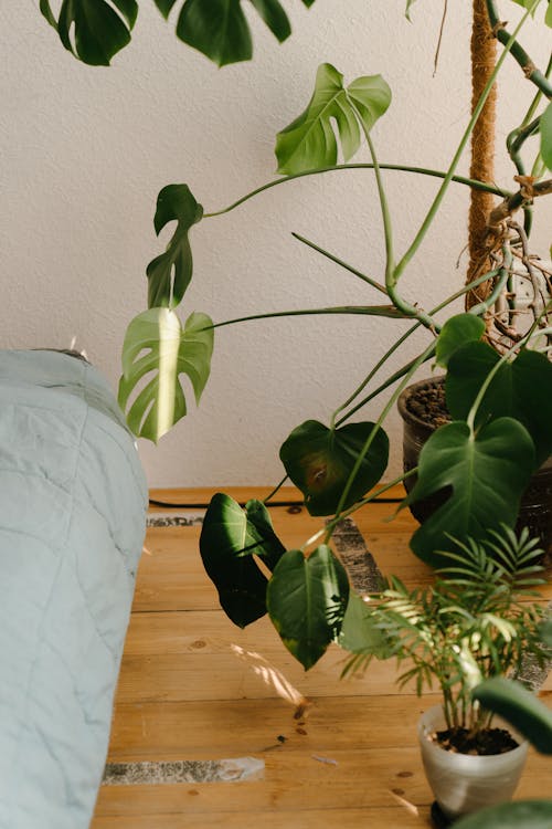 Green Plant on Brown Wooden Table