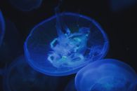 黑暗的水下环境中，一只发光的蓝色水母呈现出令人惊叹的景象