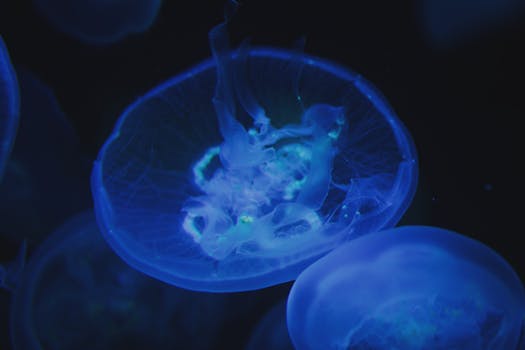 黑暗的水下环境中，一只发光的蓝色水母呈现出令人惊叹的景象