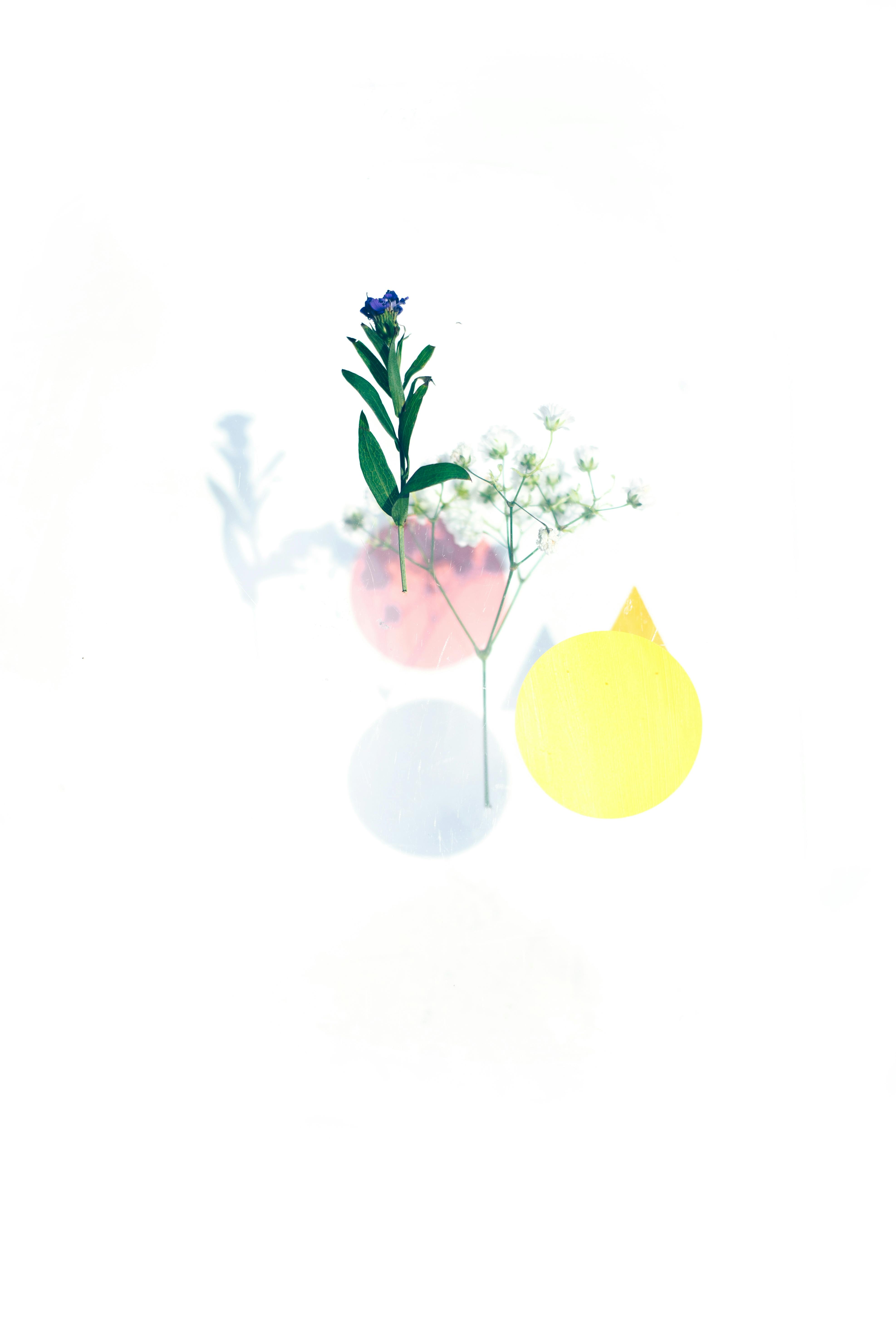 Stylish minimalist floral art blending delicate flowers with geometric shapes and pastel colors.