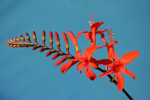 Δωρεάν στοκ φωτογραφιών με crocosmia «lucifer» montbretia, montbretia, άγρια λουλούδια