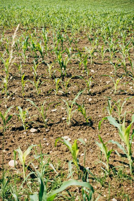 Adubo Foliar