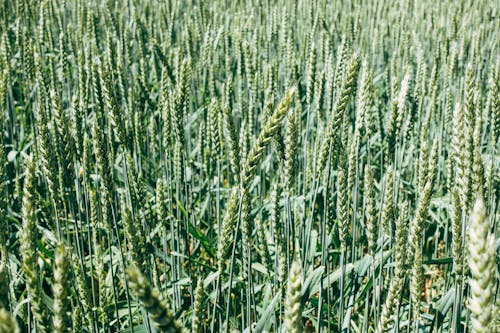 Close Up Photo of Wheat Plantation 