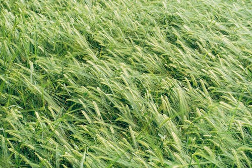 Foto stok gratis agrikultura, angin, barley