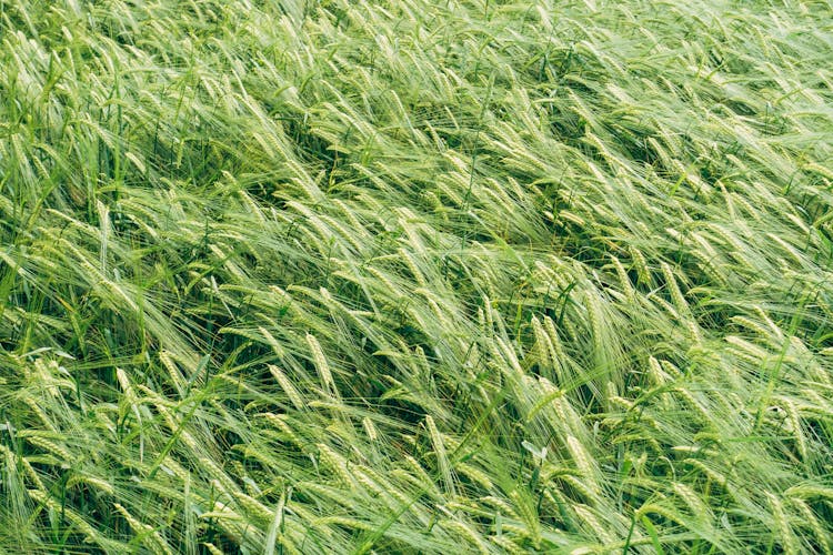 Green Barley Field