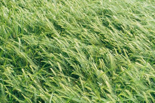 Free A vibrant green barley field swaying gently in the wind, showcasing the beauty of nature. Stock Photo