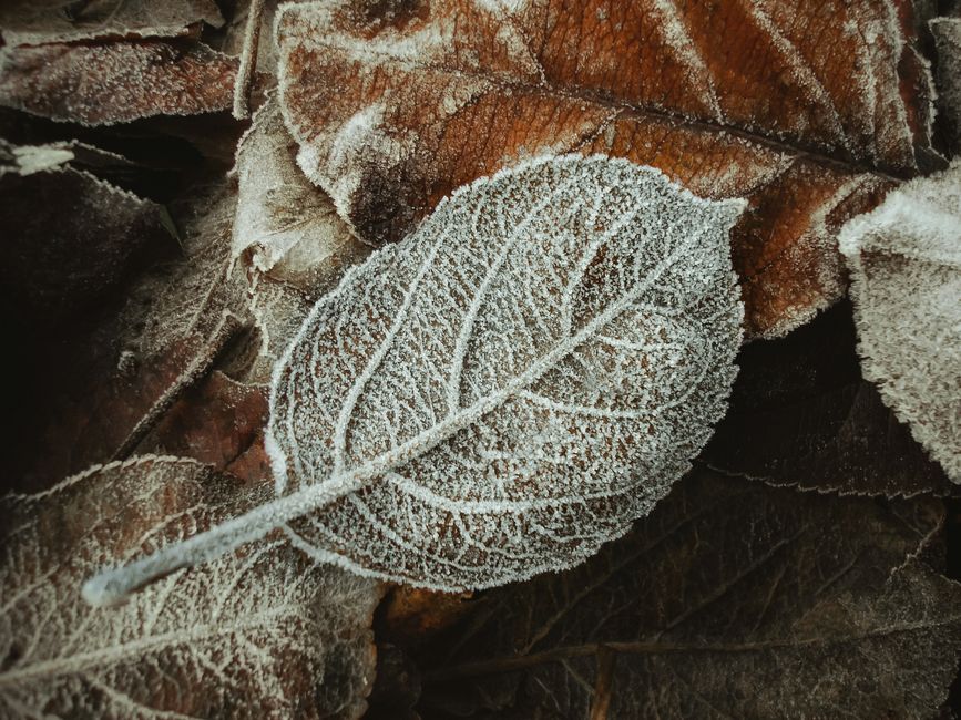Close-up of frost-covered leaves showcasing intricate details in a winter setting.