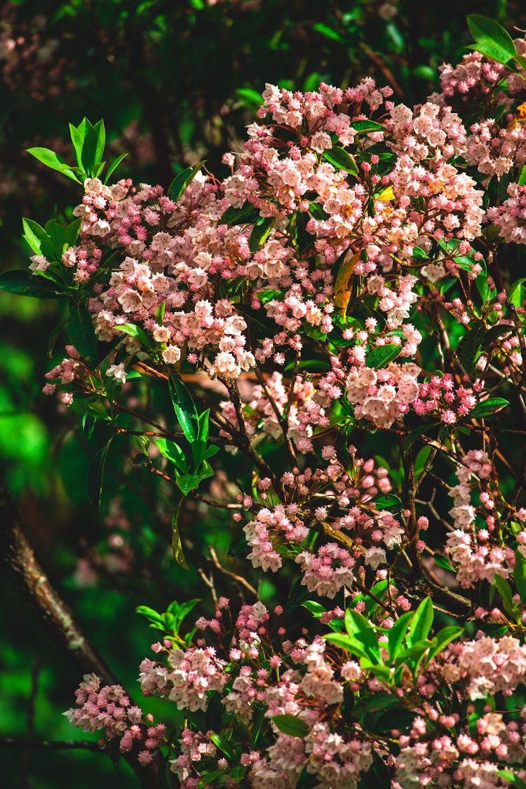 Little Pink Flowers On A Branch 