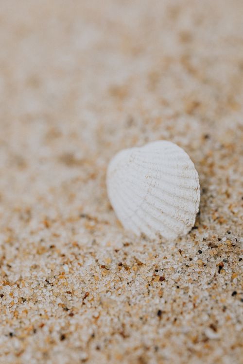 Free Detailed close-up of a white seashell lying on a sandy beach, highlighting texture and natural beauty. Stock Photo
