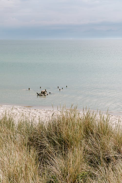 Gratis stockfoto met blauwe lucht, blikveld, groen gras