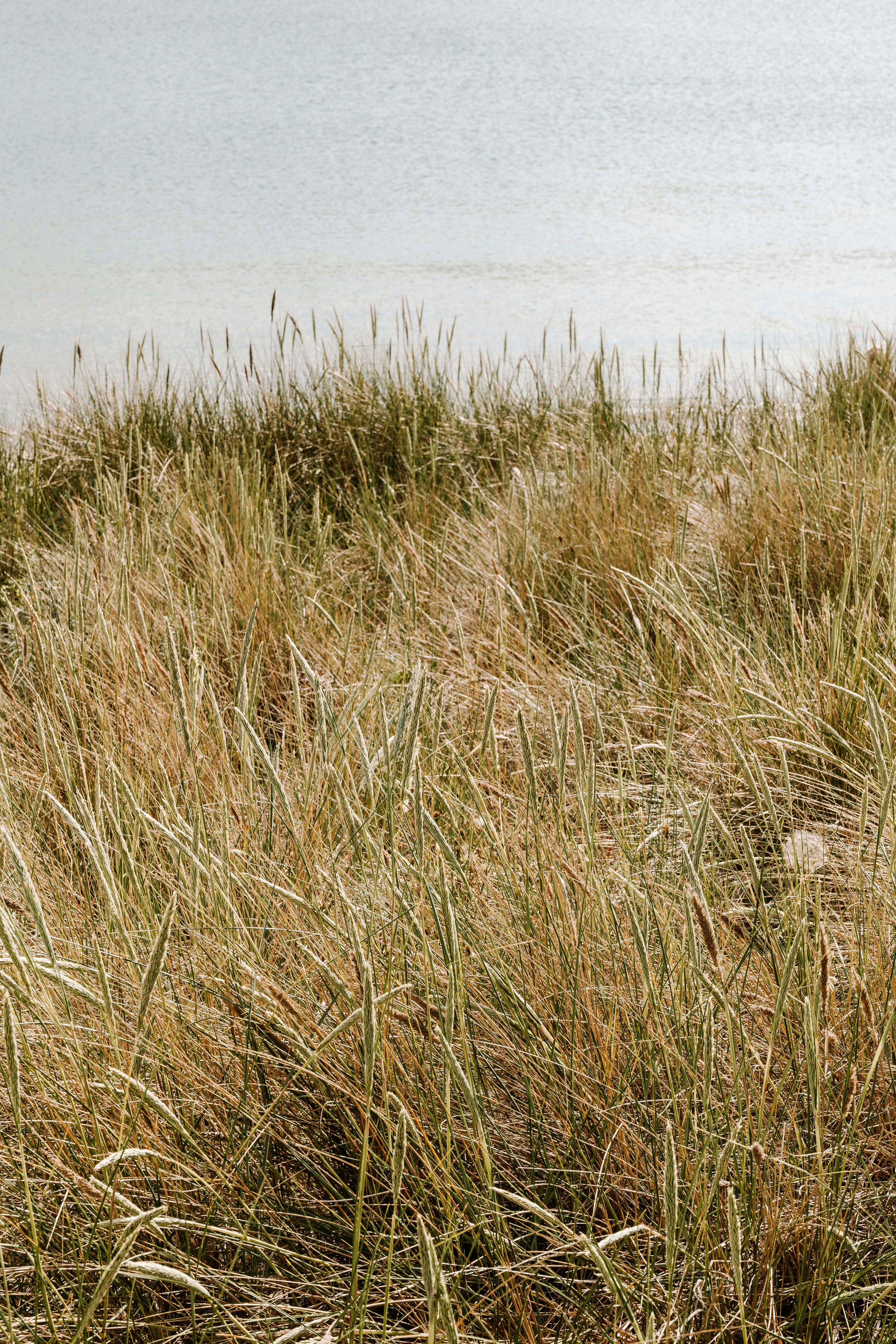 海岸草在平静的海岸线旁轻轻摇曳，白天呈现出一片宁静的景象