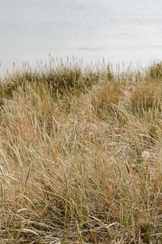 海岸草在平静的海岸线旁轻轻摇曳，白天呈现出一片宁静的景象