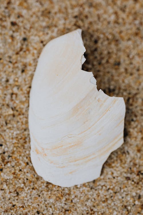 Broken White Shell on Brown Sand