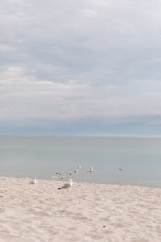 波兰黑尔宁静的海滩上，海鸥在岸边飞翔，多云的天空下大海一片平静