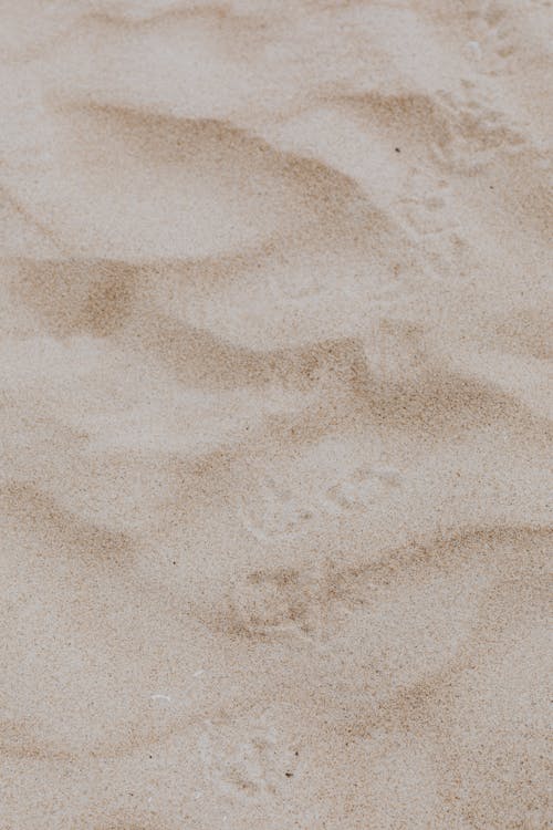 Bird's Footprints on Fine Sand