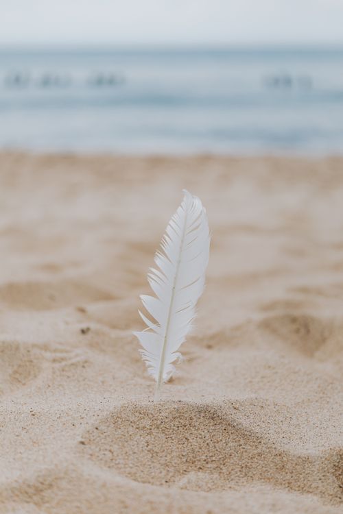Free A serene image of a single white feather resting on a sandy beach with a calm sea in the background. Stock Photo