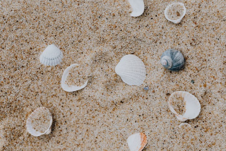 White And Brown Seashells On Brown Sand