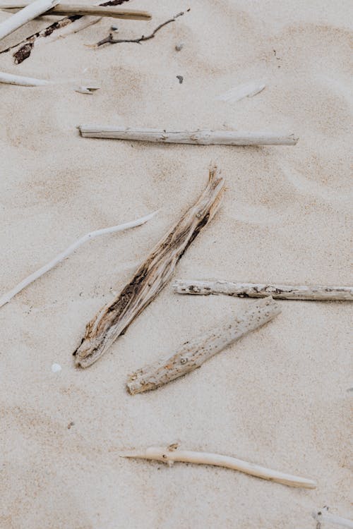 Pieces of Brown Wood on White Sand