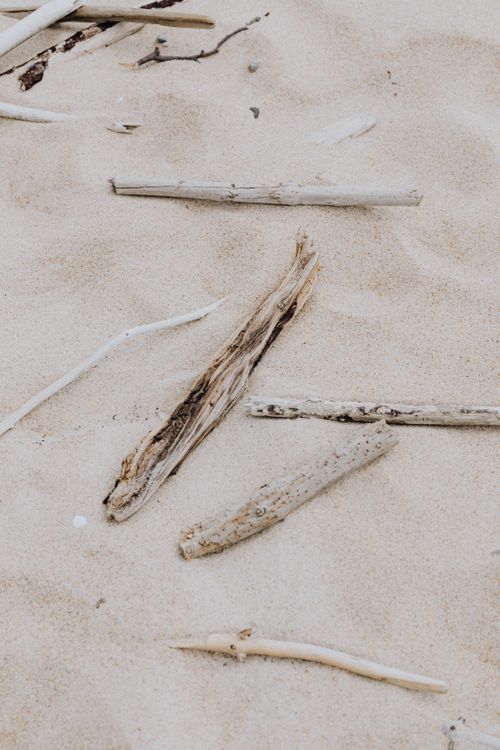 Free Driftwood fragments scattered on sandy beach scene, coastal elements in nature. Stock Photo