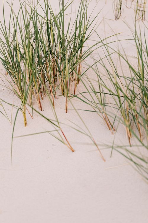 Free A detailed view of green grass on sandy dunes, capturing natural coastal textures. Stock Photo