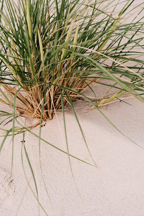 Bunch of Green Grass on White Sand