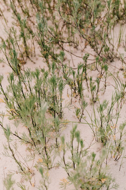 Green Grass and Plants on Fine Sand