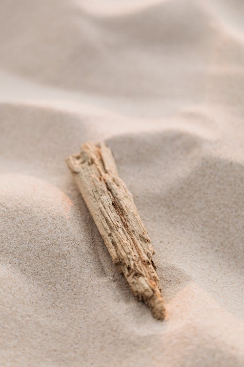 Brown Dry Wood on White Sand