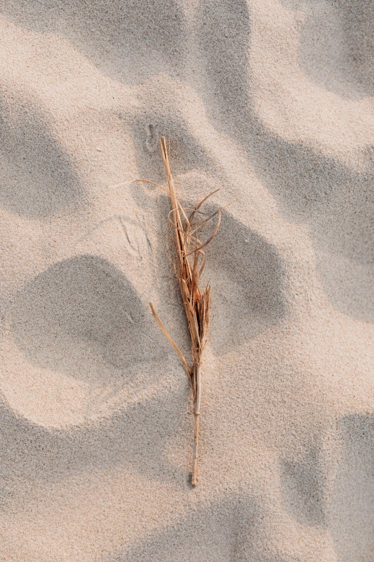 Brown Dried Leaves On White Sand