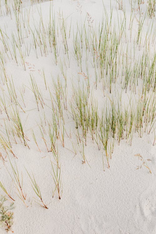 Foto profissional grátis de areia, aumento, chão