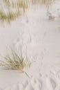 Paw Prints and Green Grass on White Sand