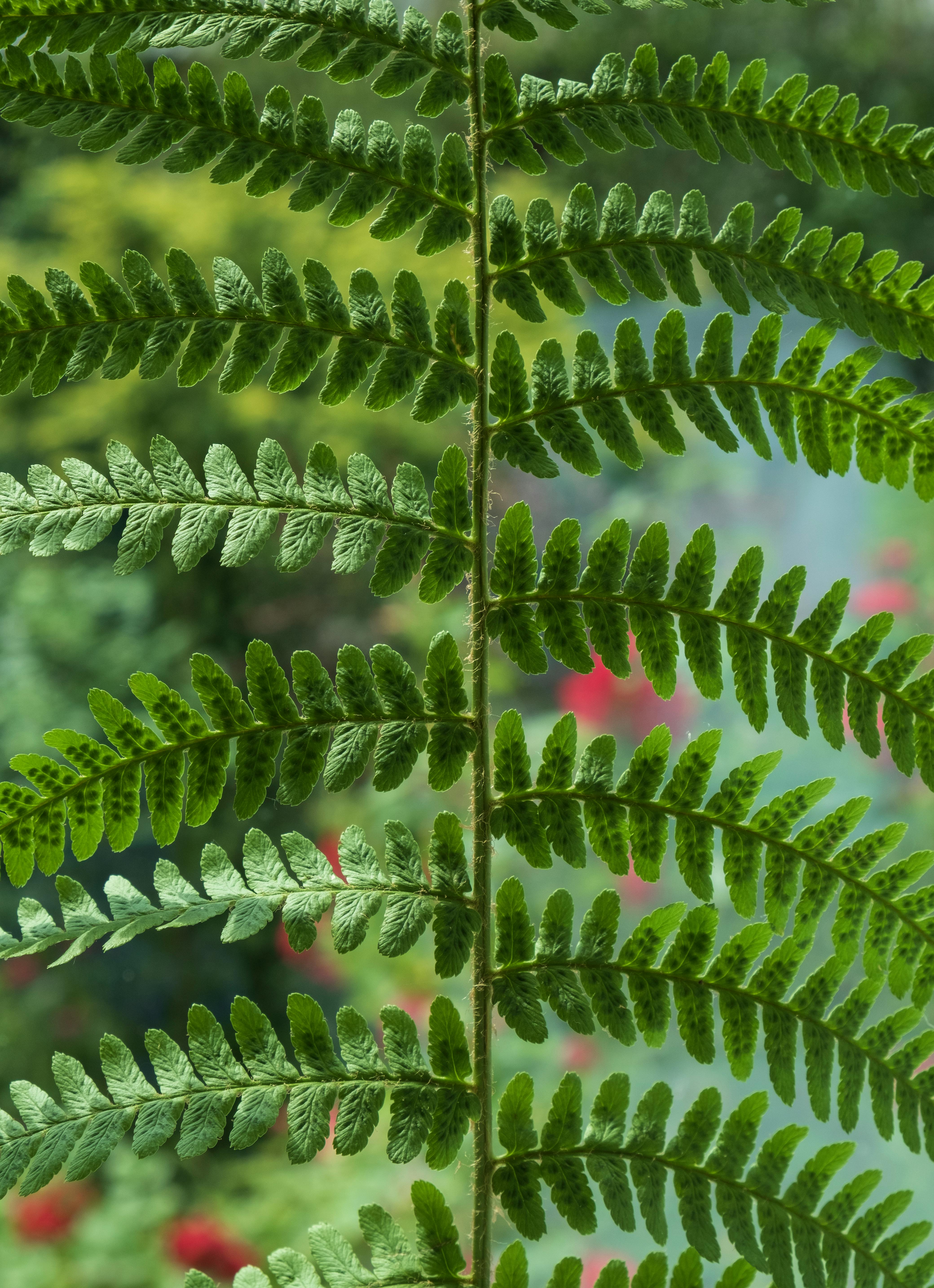 Detailed view of a lush green fern leaf with blurred natural background.