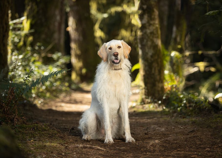 best dog boarding options The Woodlands - Golden Retriever dog sitting serenely on a woodland path surrounded by lush greenery.