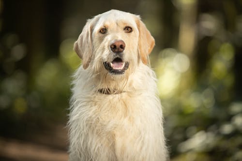 A White Long Coated Dog